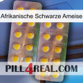 African Black Ant new10